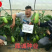 豫艺金富早绿茄青茄子
