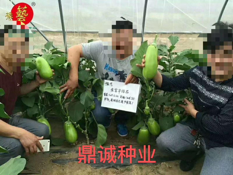 豫艺金富早绿茄青茄子