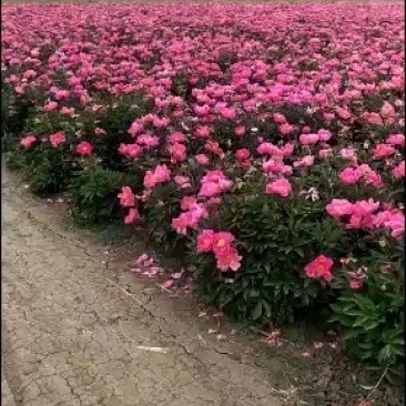芍药，牡丹苗，庭院种植