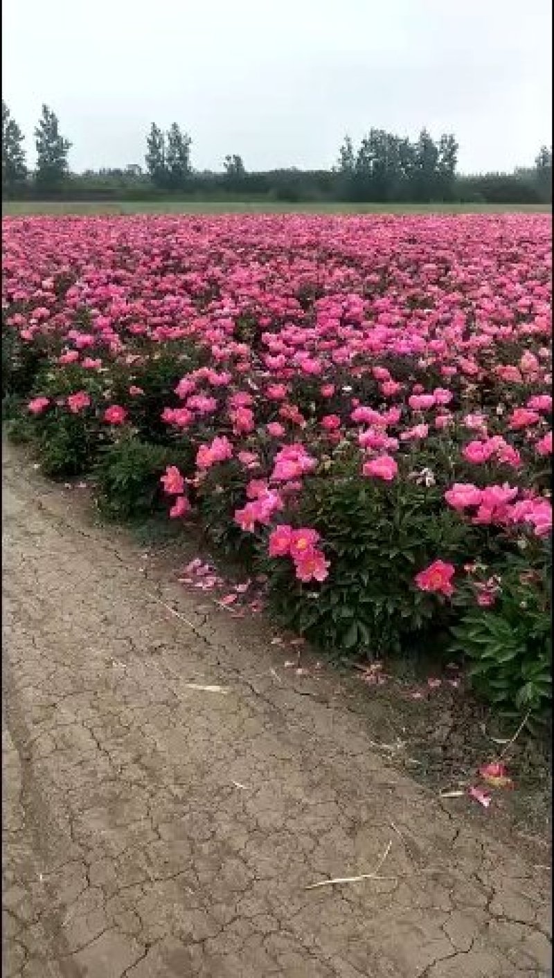 芍药，牡丹苗，庭院种植