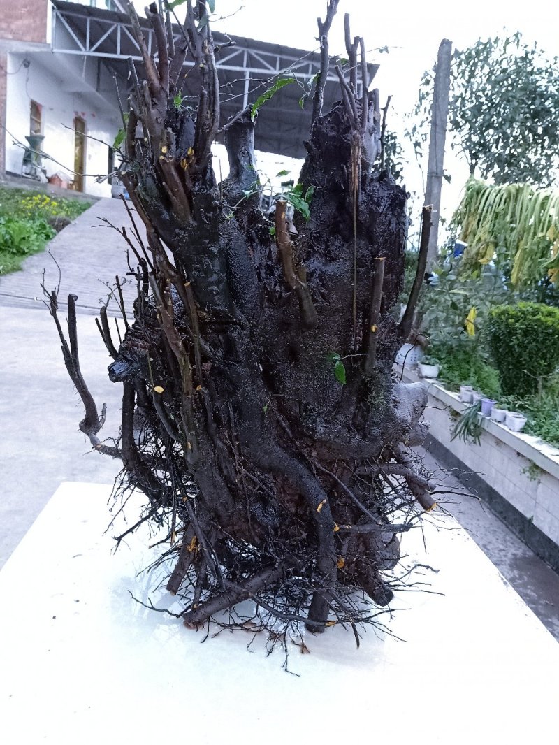 金弹子下山桩。品种桩