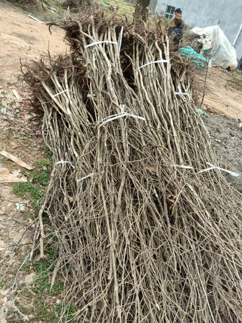金缕梅苗