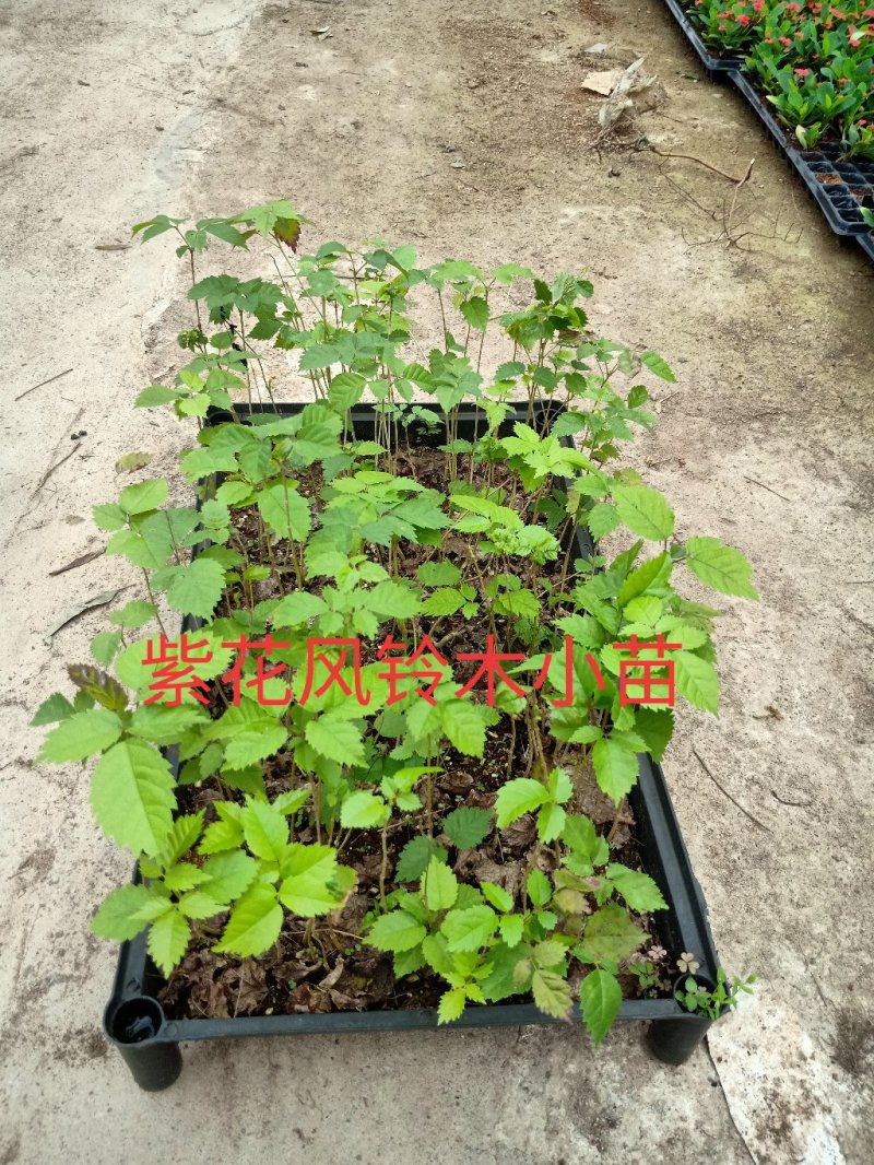 多花紫花风铃木苗广州苗圃直供品种纯正