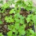 多花紫花风铃木苗广州苗圃直供品种纯正