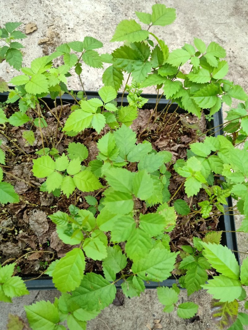 多花紫花风铃木苗广州苗圃直供品种纯正