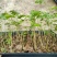 多花紫花风铃木苗广州苗圃直供品种纯正