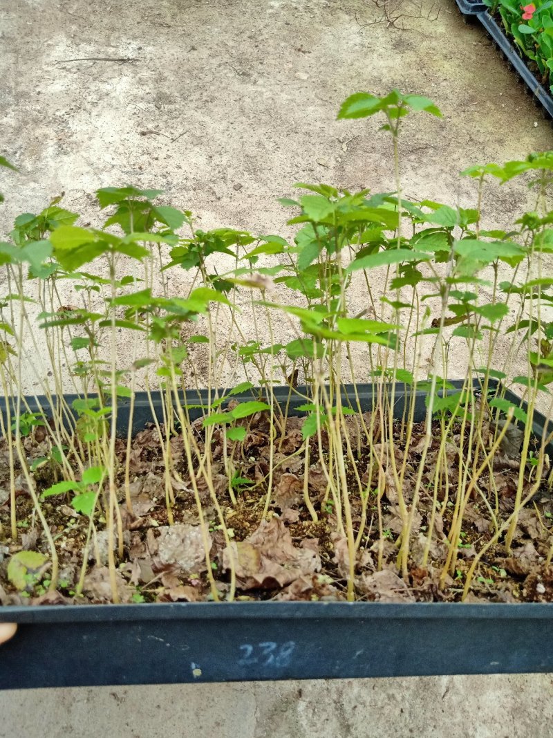 多花紫花风铃木苗广州苗圃直供品种纯正