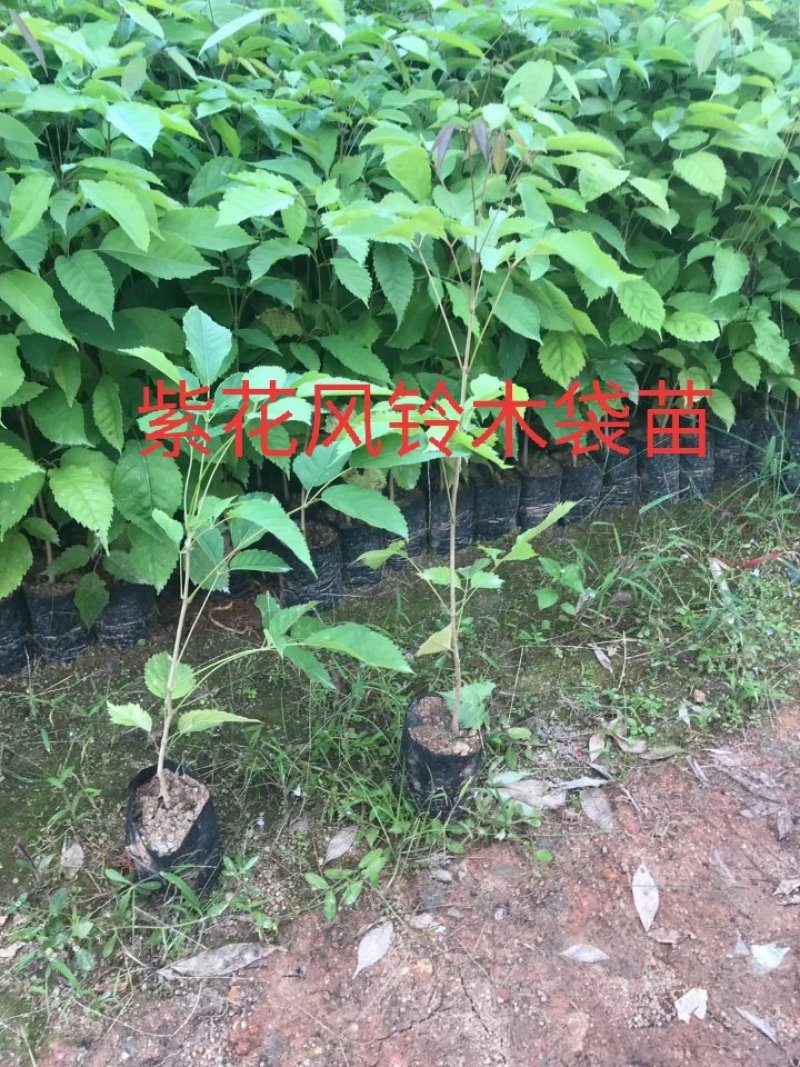 多花紫花风铃木苗广州苗圃直供品种纯正