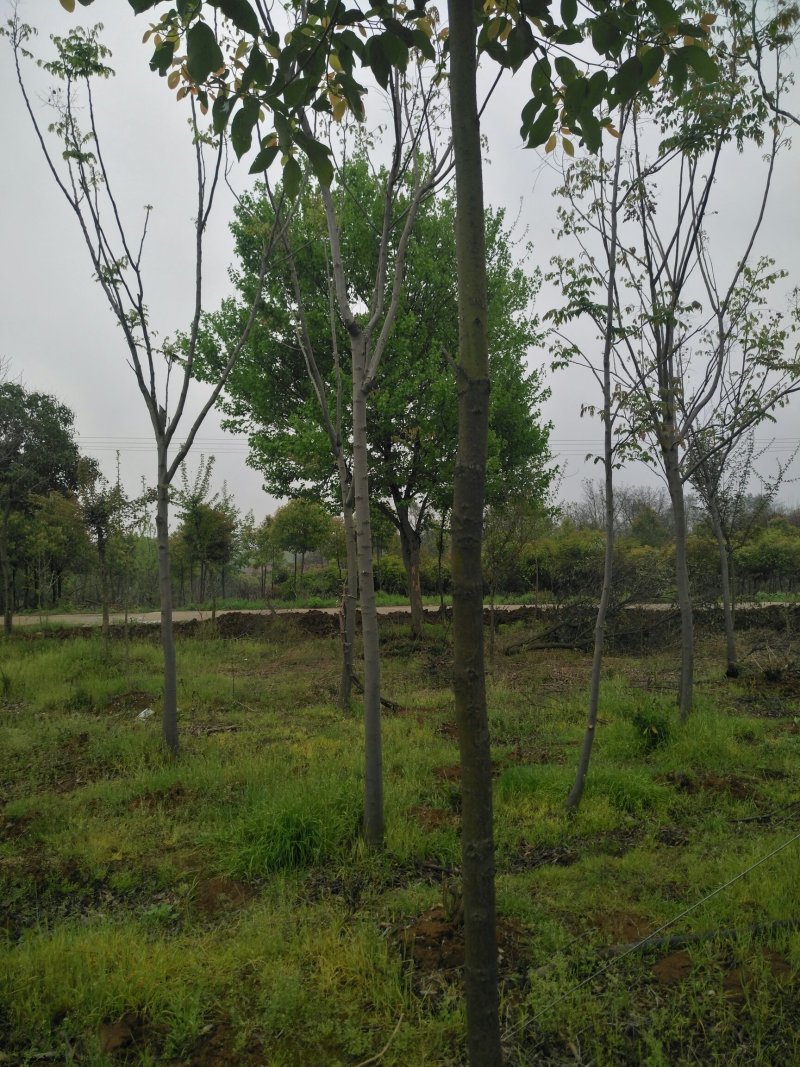 绿化苗木小叶香樟树