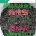 老科长海带结：厚小海带扣.每斤约580个，墨绿无沙1比8