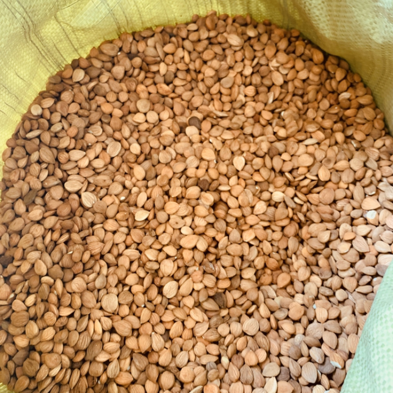 甘肃杏仁含量高药用颗粒饱满无霉变可看货