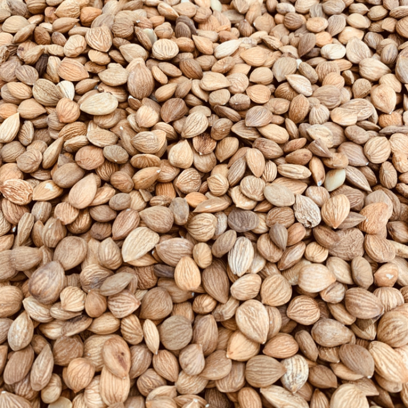 甘肃杏仁含量高药用颗粒饱满无霉变可看货