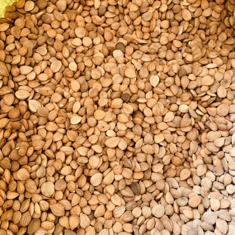 甘肃杏仁含量高药用颗粒饱满无霉变可看货