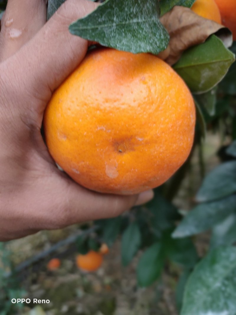 靓货沃柑