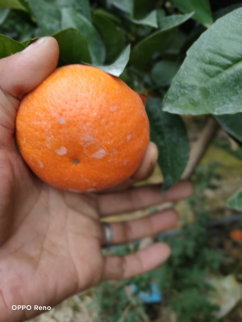 靓货沃柑