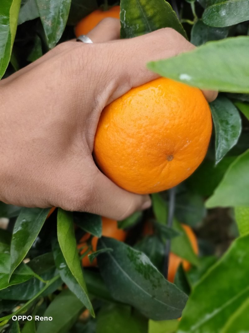 靓货沃柑