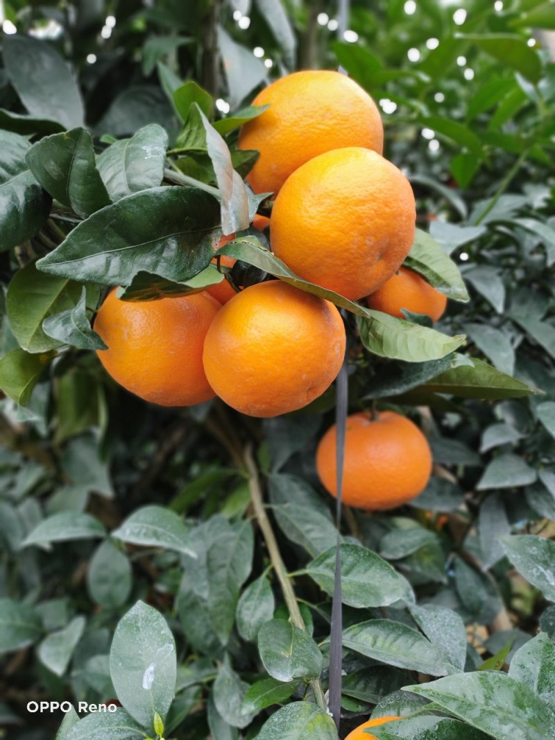 靓货沃柑