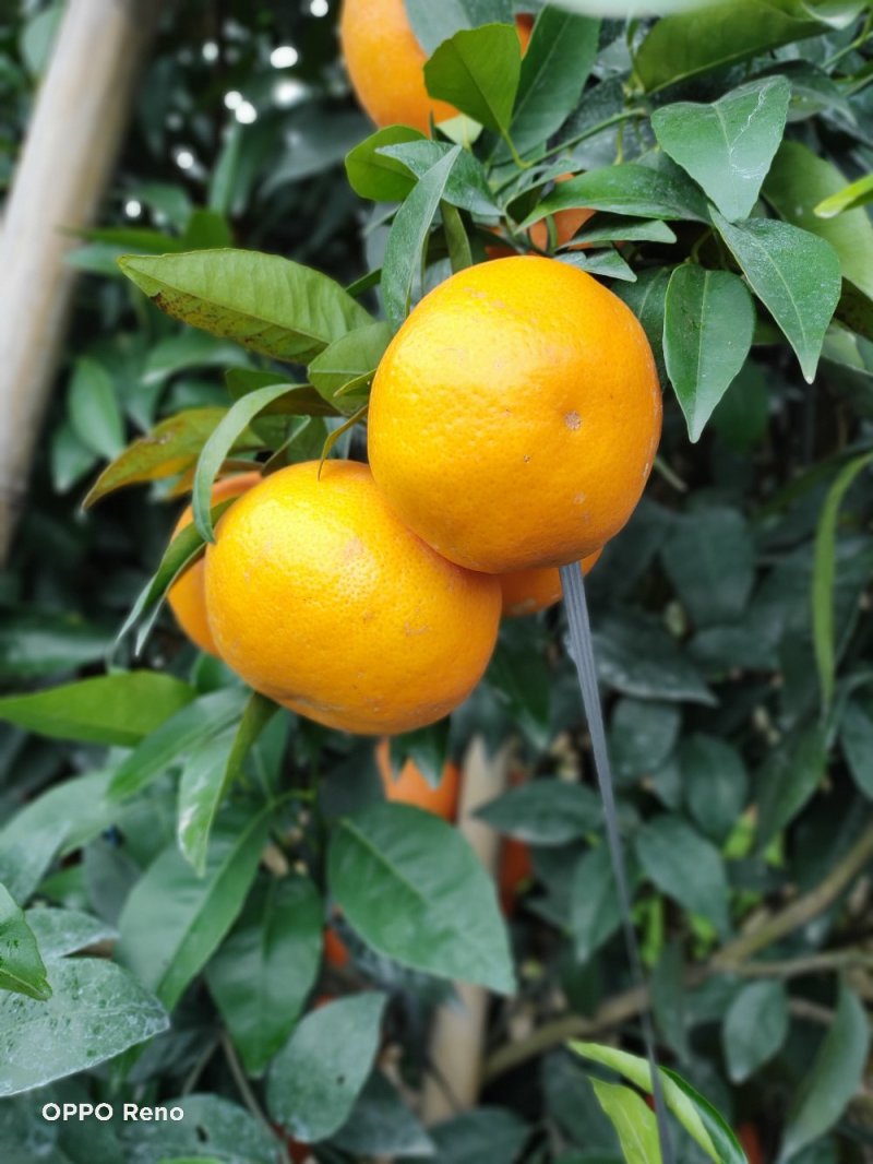 靓货沃柑