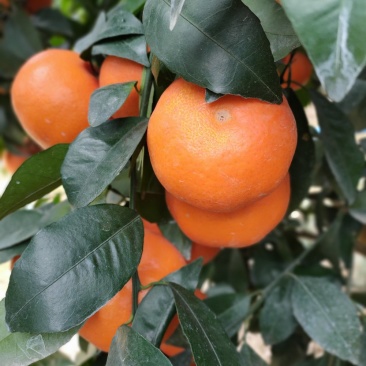 靓货沃柑