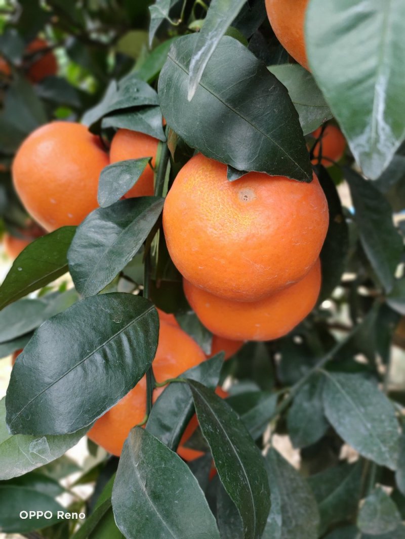 靓货沃柑