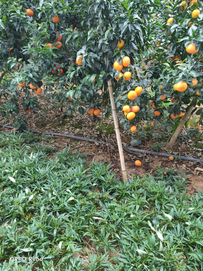 靓货沃柑
