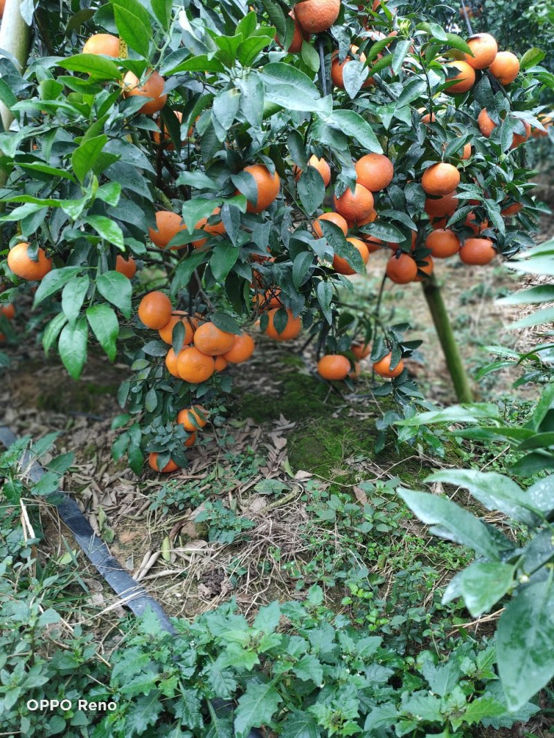 靓货沃柑