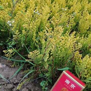 洒金柏小苗，洒金柏床苗，洒金柏球