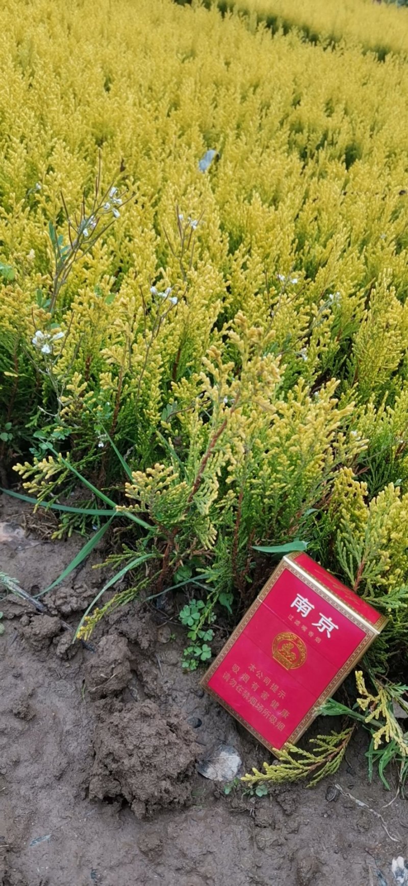 洒金柏小苗，洒金柏床苗，洒金柏球