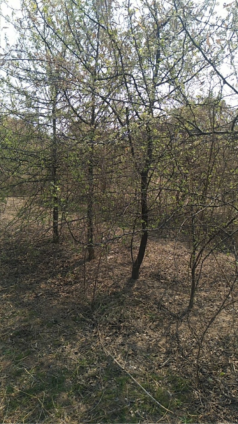 杜梨树