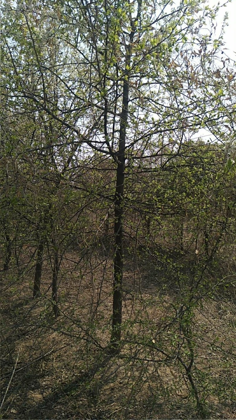 杜梨树