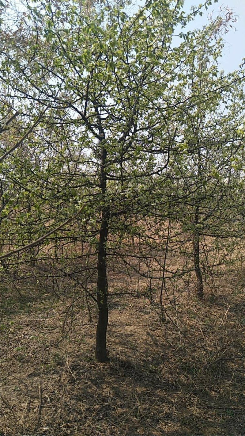 杜梨树