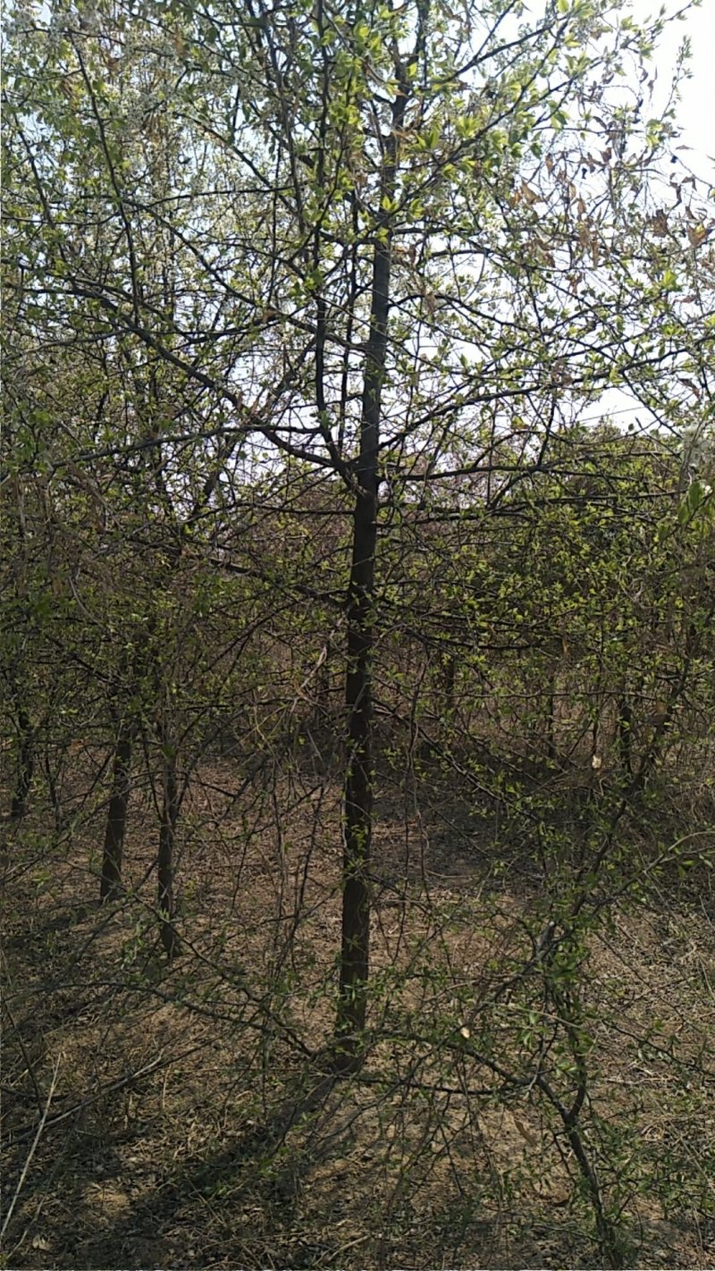 杜梨树