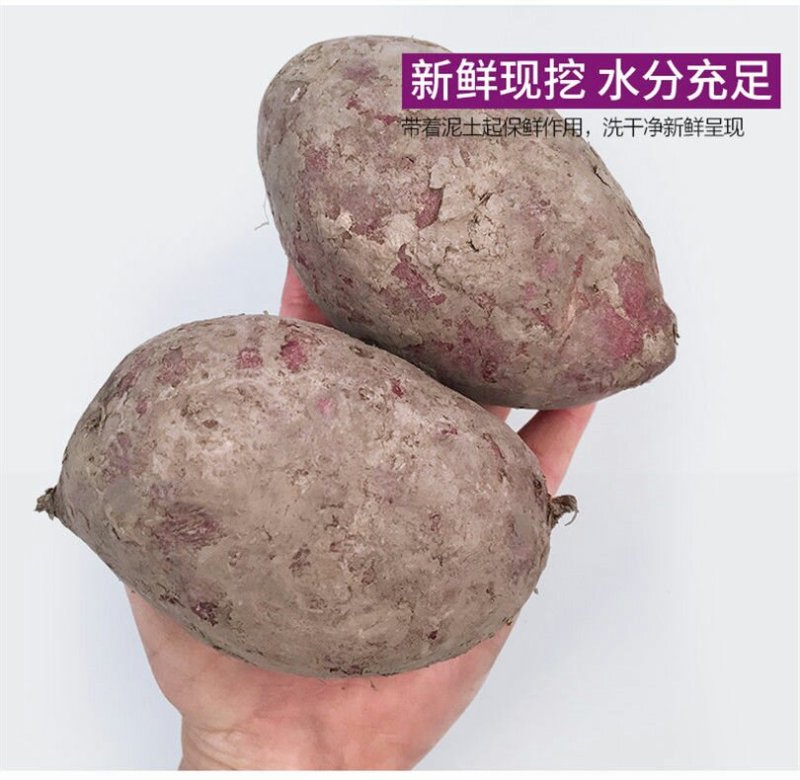 新鲜紫薯2斤5斤当季农家番薯地瓜现货包邮一件代发