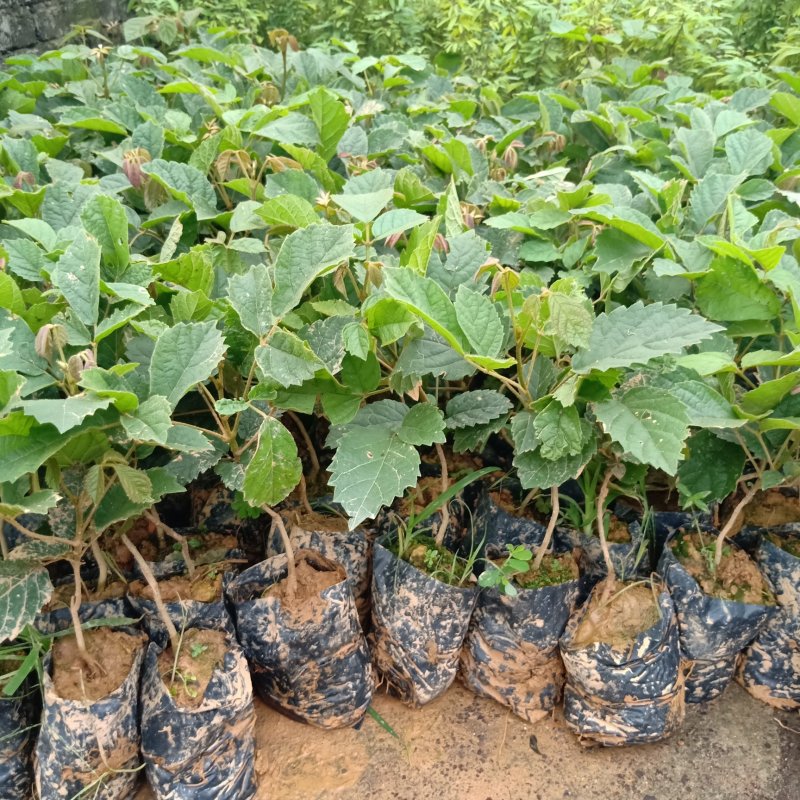 多花黄花风铃木种苗基地直供广州发货支持一件代发