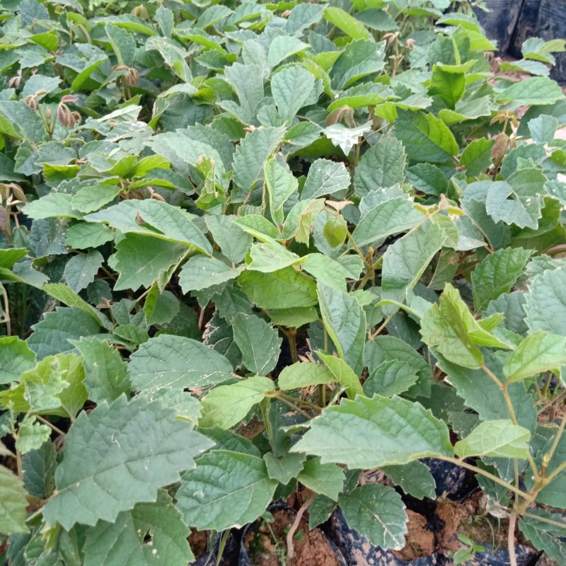 多花黄花风铃木种苗基地直供广州发货支持一件代发