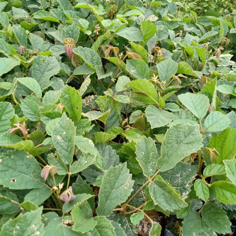 多花黄花风铃木种苗基地直供广州发货支持一件代发