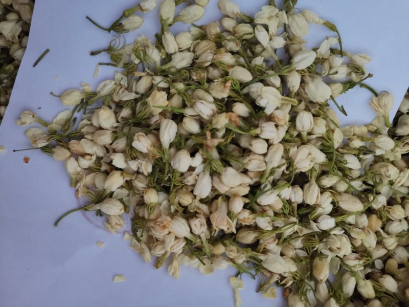 茉莉花正品保证质量无理由退货退款大量批发零售