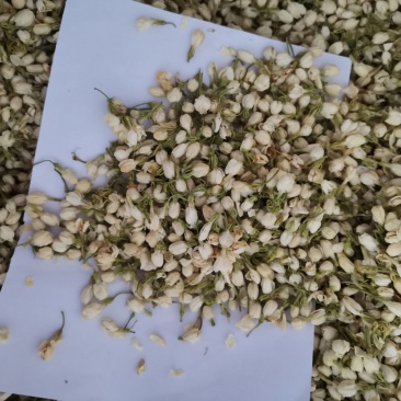 茉莉花正品保证质量无理由退货退款大量批发零售