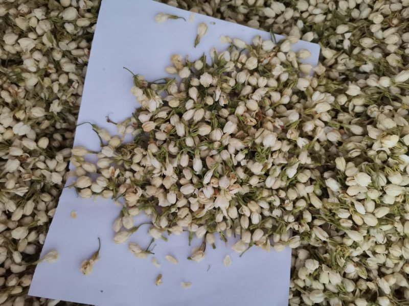 茉莉花正品保证质量无理由退货退款大量批发零售