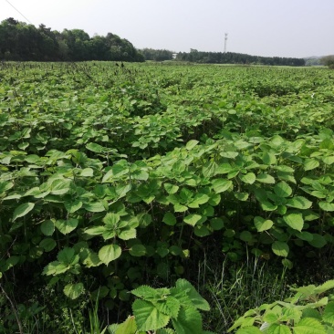 大批量供应优质高产苎麻