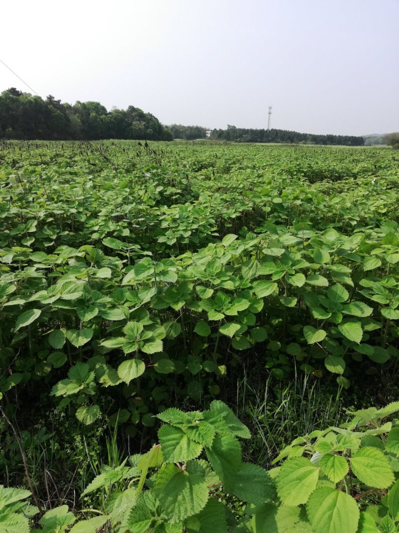 大批量供应优质高产苎麻