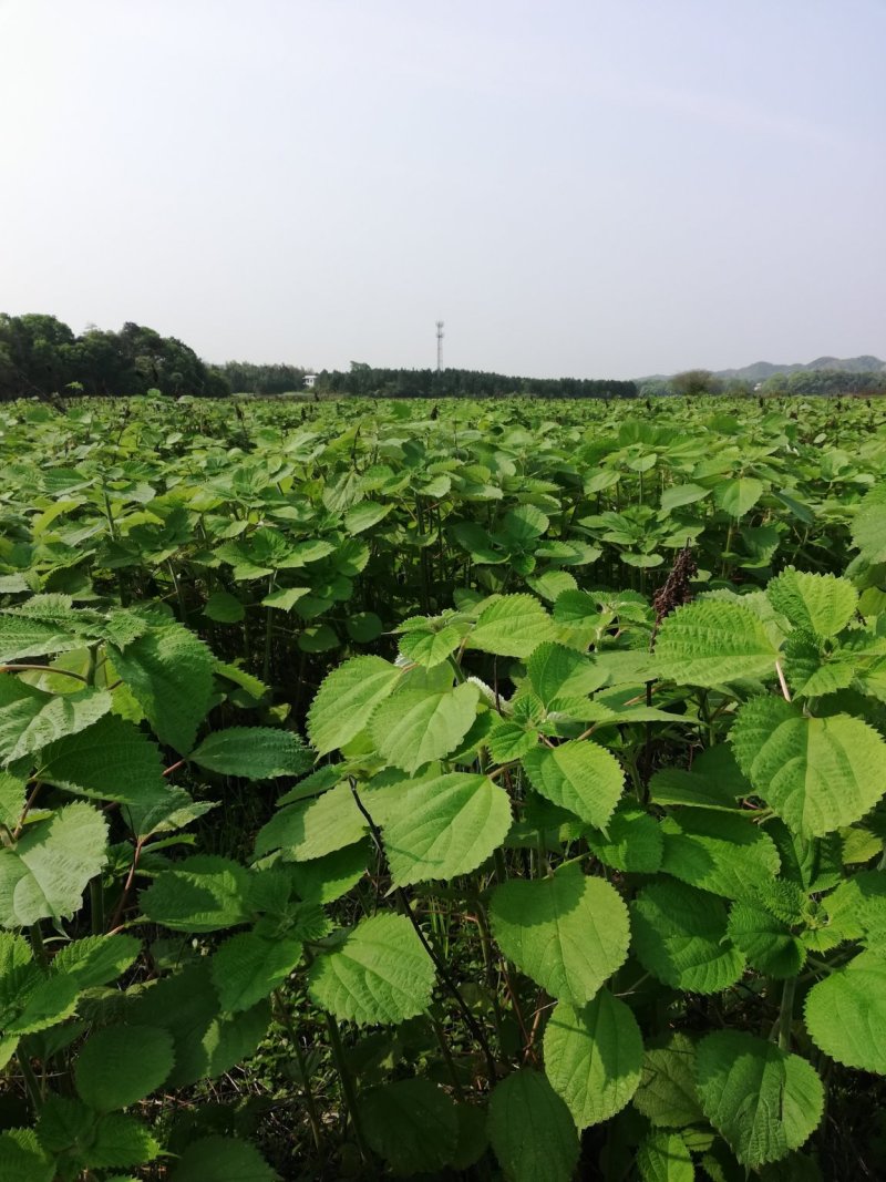 大批量供应优质高产苎麻
