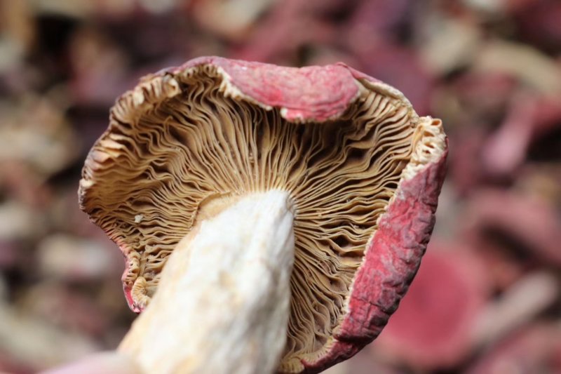 红菇特价云南红菇肉质饱满菇香味浓郁质量保证
