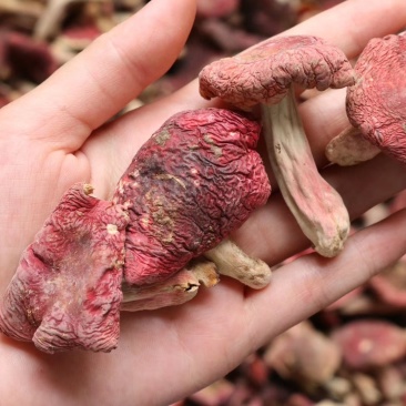 红菇特价云南红菇肉质饱满菇香味浓郁质量保证