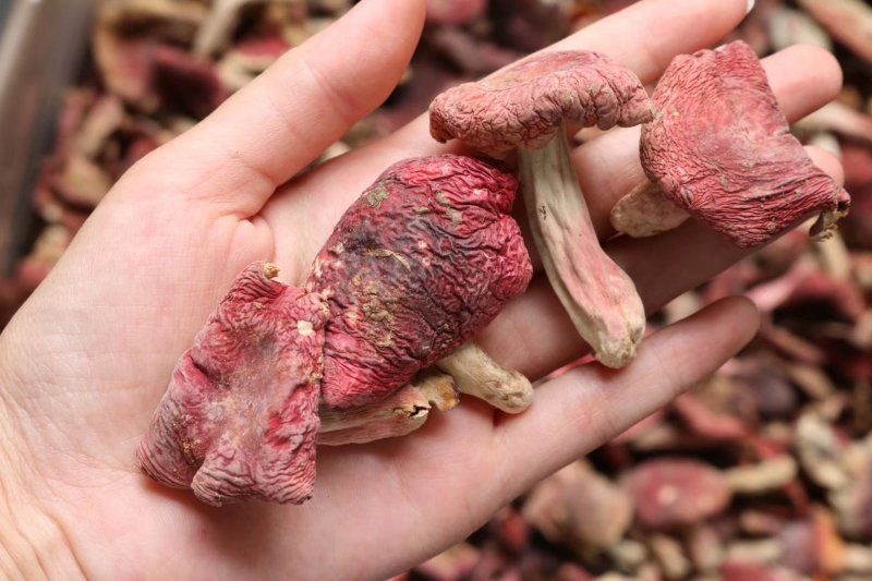 红菇特价云南红菇肉质饱满菇香味浓郁质量保证
