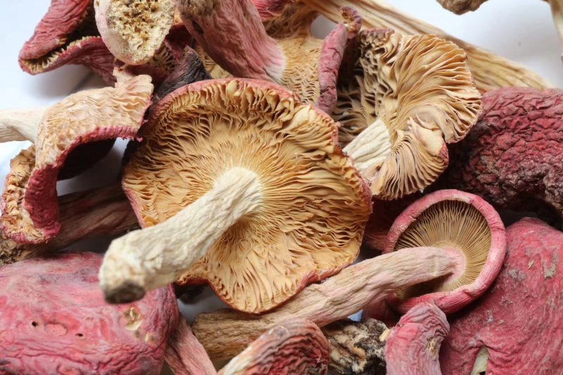 红菇特价云南红菇肉质饱满菇香味浓郁质量保证