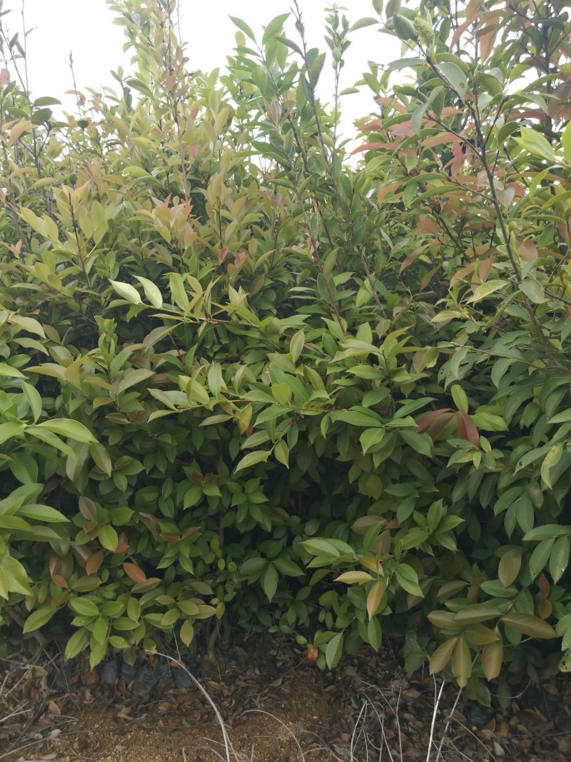 油茶苗(大苗，高1米以上，合适嫁接用)