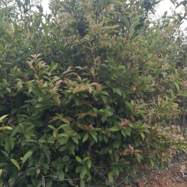 油茶苗(大苗，高1米以上，合适嫁接用)