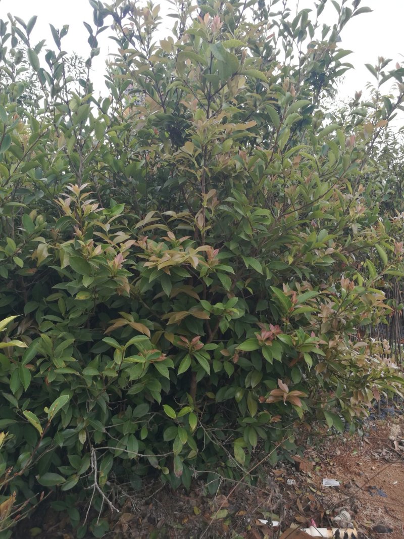 油茶苗(大苗，高1米以上，合适嫁接用)