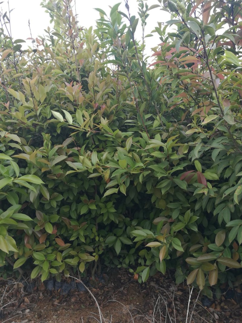 油茶苗(大苗，高1米以上，合适嫁接用)